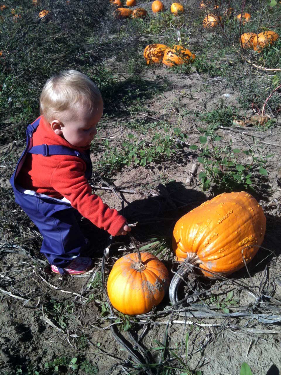 Picking pumpkin 