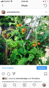 tomatoesgarden