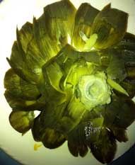 artichoke1