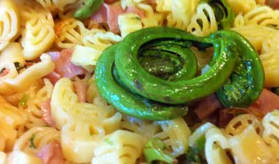 fiddleheads1