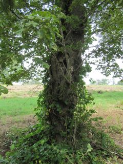 Letterbox_Tree