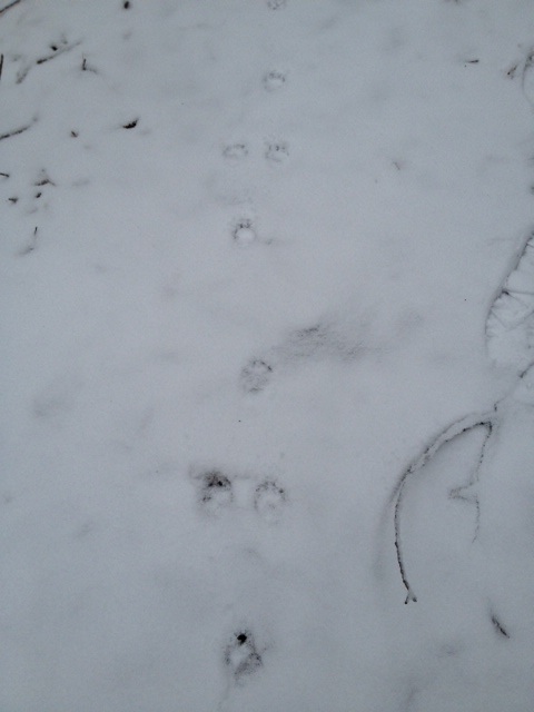 animal tracks 